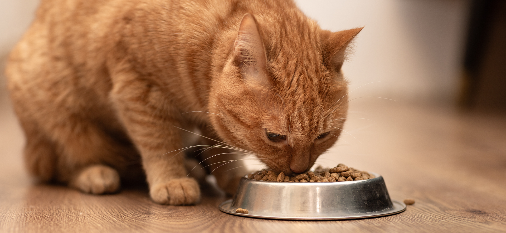 cómo identificar si la comida de mi gato es buena